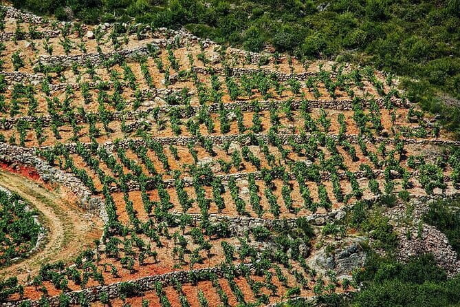 Private Boat Tour from Dubrovnik to Elaphiti Islands - Sunj Beach on Lopud Island: Sunbathing and Swimming Paradise