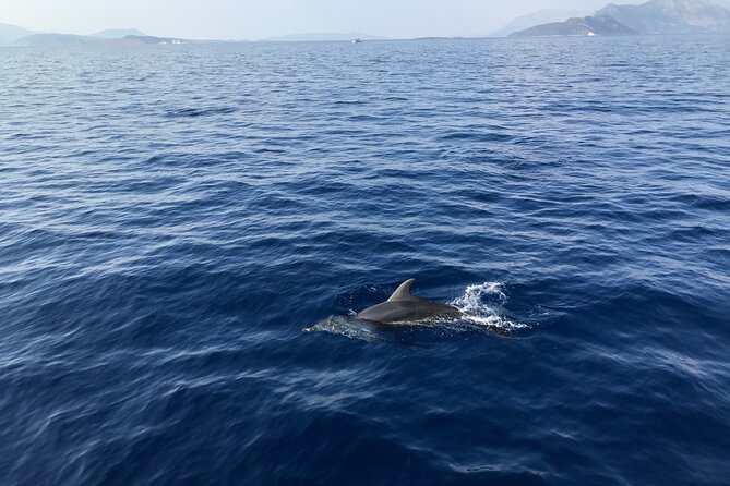 Private Boat Tour from La Spezia to Portovenere and Palmaria Islands Tino Tinetto - Exploring Palmaria Island and Its Hidden Gems