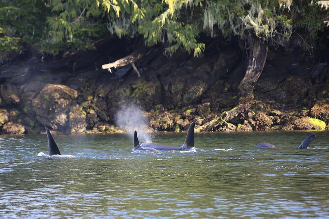 Private Boat Tour of Misty Fjords from Ketchikan - Key Points