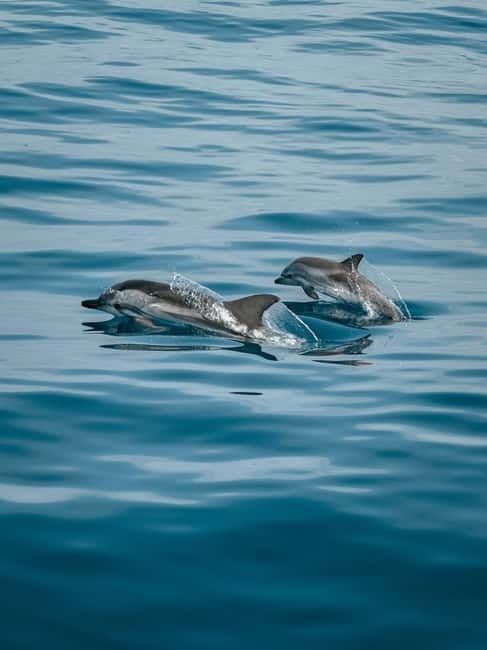 Private boat trips in Porec: dolphin watching, panoramic views - Exclusive Porec Private Boat Tours with Dolphin Watching and Panoramic Views