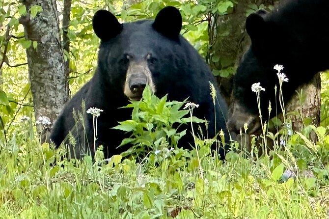 Private Boutique Blue Ridge Parkway Full Day Tour - Explore the Blue Ridge Parkway in Comfort and Style