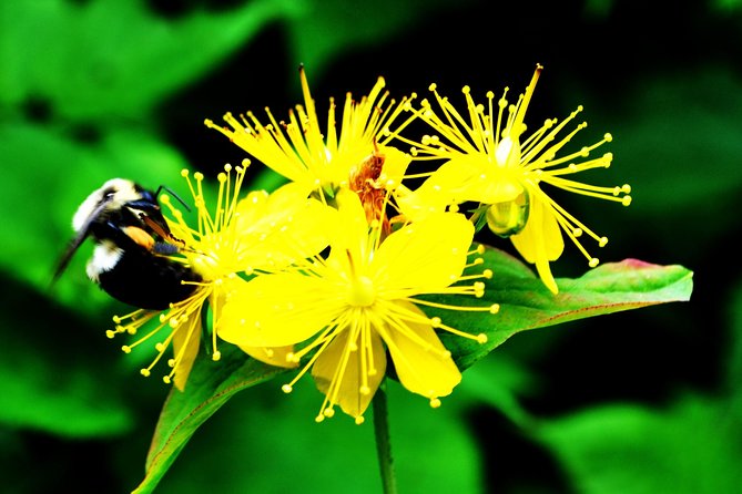 Private Boutique Blue Ridge Parkway Full Day Tour - Roaring Fork Falls: A Hidden Gem