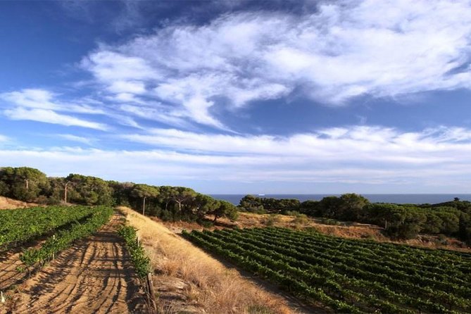 Private Breakfast Winery Experience - Private Wine Tasting Tour - A Unique Morning Escape with Private Wine Tasting and Breakfast Near Barcelona