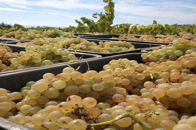 Private Breakfast Winery Experience - Private Wine Tasting Tour - Price and Value: Is it Worth It?