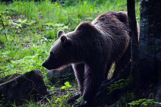 Private Brown Bear Watching Experience near Odorheiu Secuiesc - Discover the Private Brown Bear Watching Tour Near Odorheiu Secuiesc