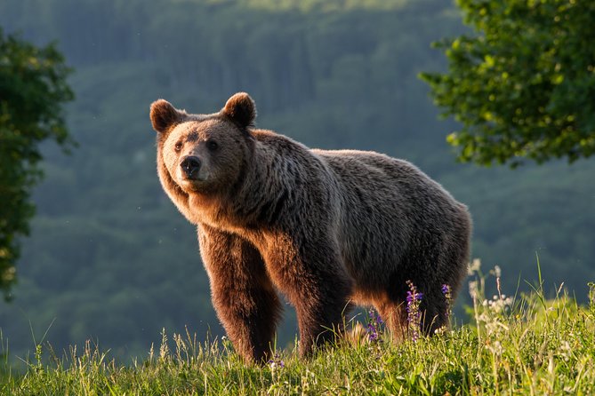 Private Brown Bear Watching Experience near Odorheiu Secuiesc - Key Points