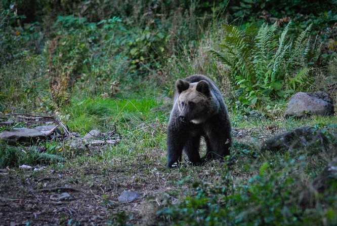 Private Brown Bear Watching Experience near Odorheiu Secuiesc - Safety and Practical Tips for Wildlife Observation