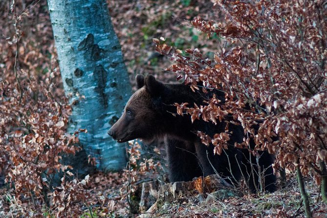 Private Brown Bear Watching Experience near Odorheiu Secuiesc - What Makes This Tour Different from Other Wildlife Trips?
