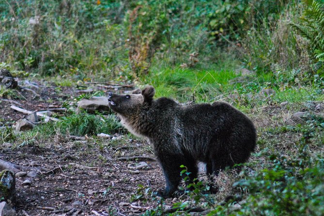 Private Brown Bear Watching Experience near Odorheiu Secuiesc - Who Will Appreciate This Wildlife Tour?