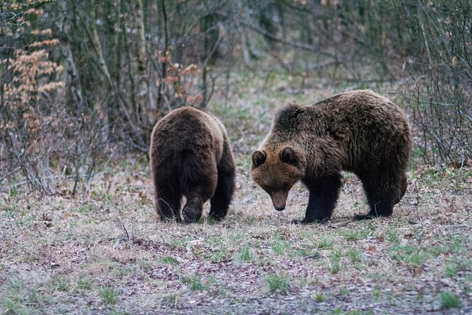 Private Brown Bear Watching Experience near Odorheiu Secuiesc - Final Thoughts on the Brown Bear Watching Tour