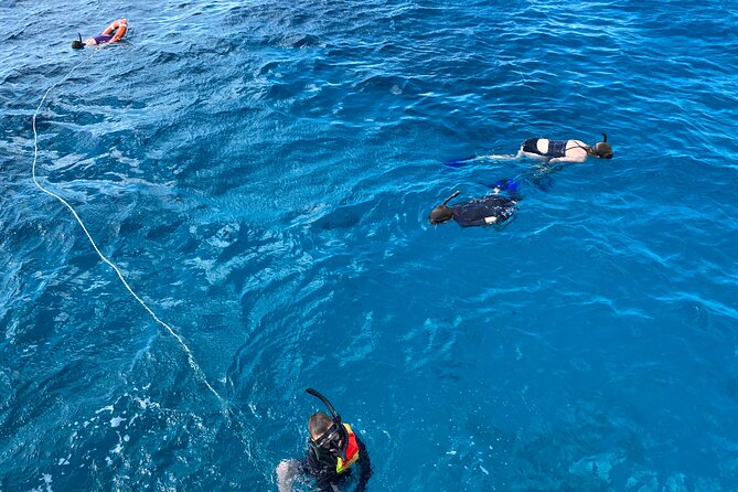 Private Catamaran Cruise and Snorkeling Tour in Honolulu - Wildlife Sightings and Marine Encounters