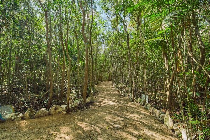 Private Cenote Experience, swim in the heart of the Mayan Jungle - Practical Info: Timing, Accessibility, and Booking