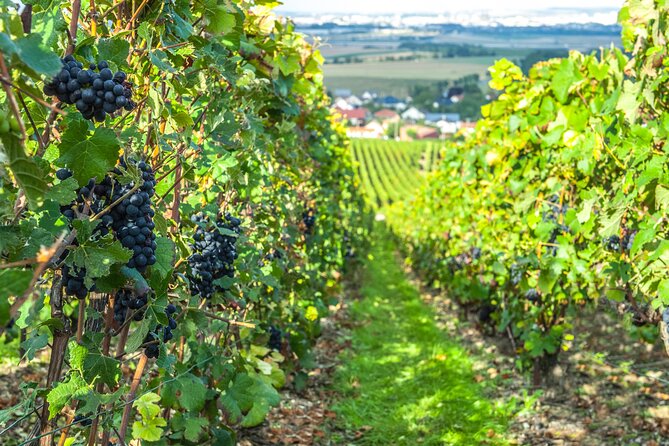 Private Champagne tour, family growers and lunch - Tasting Six Champagnes from Select Growers