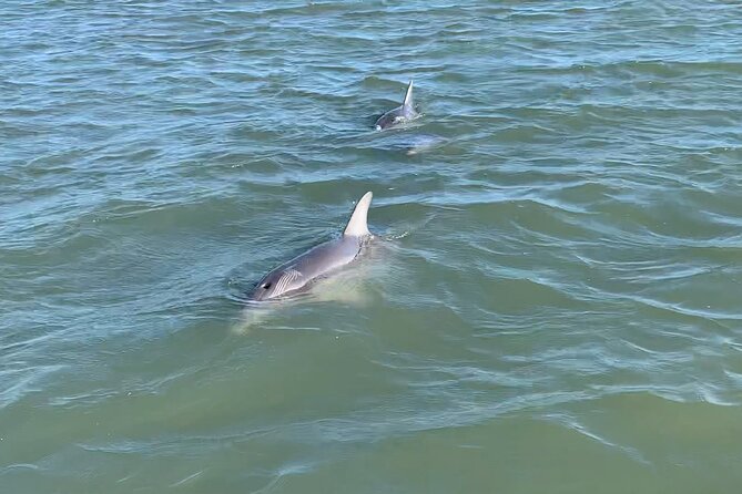 Private Charleston Dolphin and Eco Boat Tour - Introduction to the Private Charleston Dolphin and Eco Boat Tour