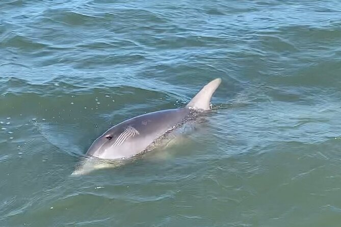 Private Charleston Dolphin and Eco Boat Tour - Comfortable, Family-Friendly Experience