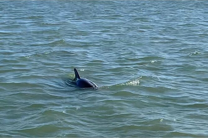 Private Charleston Dolphin and Eco Boat Tour - What Makes this Tour Stand Out: Personalized Wildlife Encounters