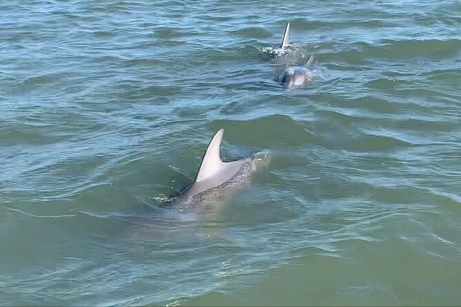 Private Charleston Dolphin and Eco Boat Tour - Pricing, Booking, and Cancellation Policies