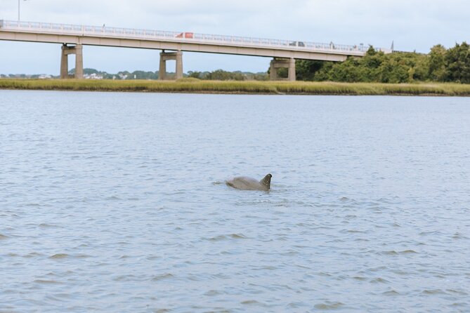 Private Charleston Dolphin Tour - What’s Included in the Tour