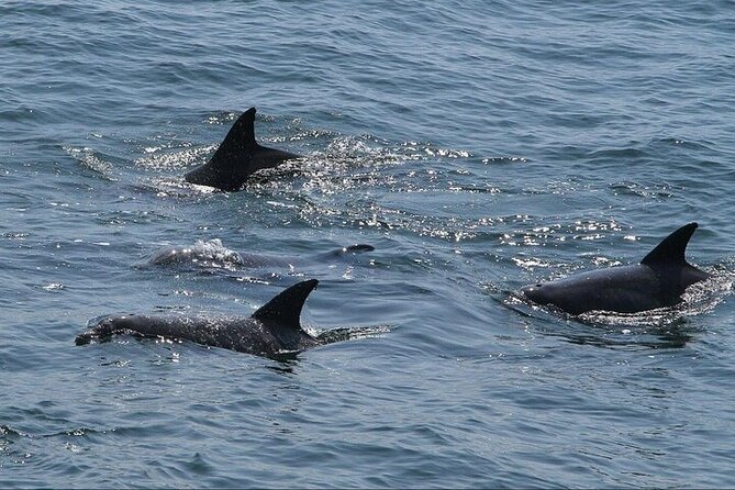 Private Charleston Dolphin Tour - What You Can Bring and What’s Not Included
