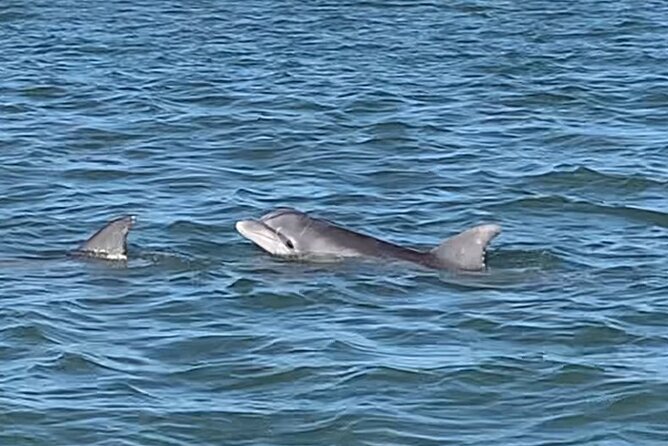 Private Charleston Sunset & Dolphin Cruise - The Experience: Knowledgeable Guides and Scenic Views