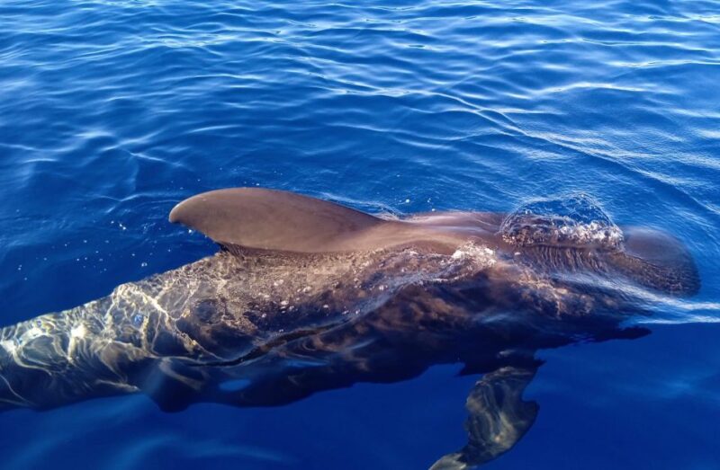 Private Charter Private Charter to see the whales - 2 Hours - Discover Tenerife’s Exclusive Whale Watching with Ocean Blue