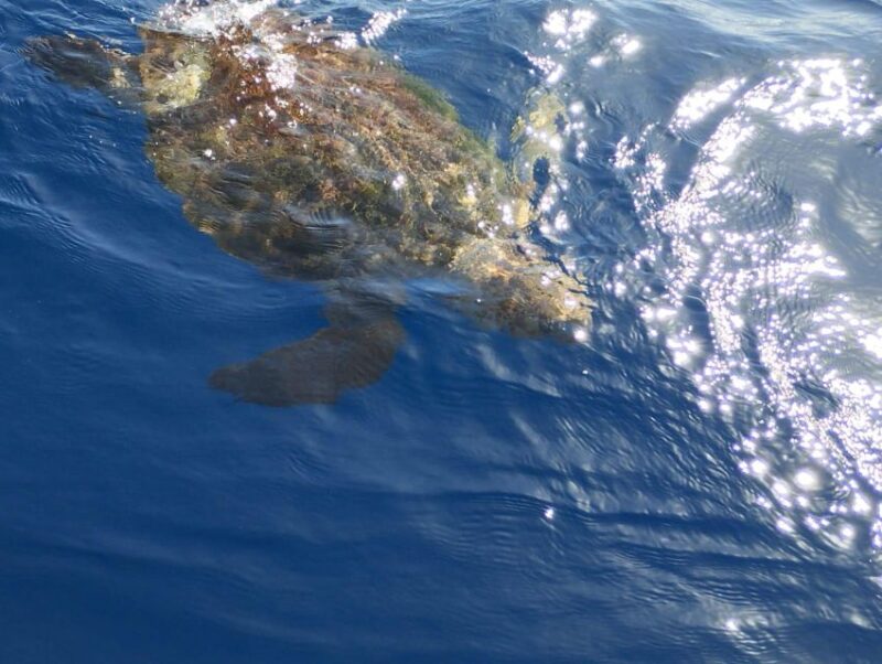 Private Charter Private Charter to see the whales - 2 Hours - Flexible Booking and Language Options