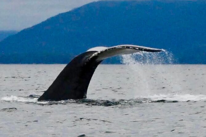 Private Charter Scenic Wildlife Excursion for Cruise Passengers - Unique Private Wildlife and Scenic Boat Tour in Sitka