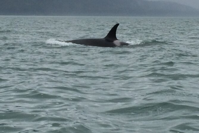 Private Charter Scenic Wildlife Excursion for Cruise Passengers - The Safety and Comfort of the Suzy-Q Stabicraft