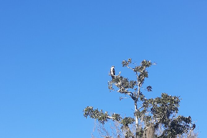 Private Chassahowitzka River Exploration kayak tour - What Wildlife Can You Expect to See?