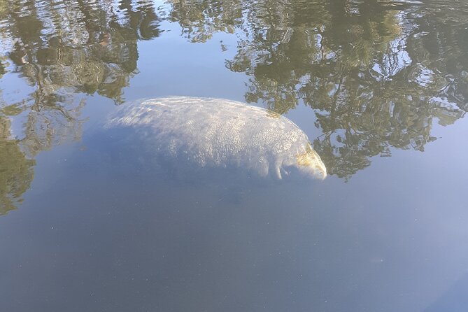 Private Chassahowitzka River Exploration kayak tour - The Experience of Kayaking on the Pristine Waters