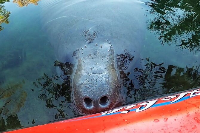 Private Chassahowitzka River Exploration kayak tour - Why Choose This Tour Over Others?