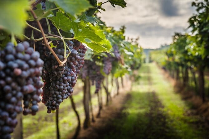 Private Chianti Wine Tasting from Florence, Half Day Experience - Discover the Charm of Tuscany’s Chianti with a Private Half-Day Tour from Florence