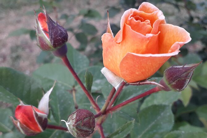 Private Circus Maximus and Aventine Keyhole Tour - Key Points