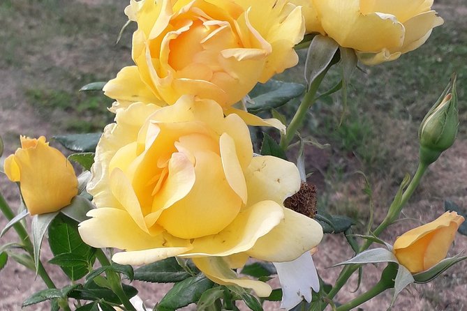 Private Circus Maximus and Aventine Keyhole Tour - The Artistic and Botanical Delights at Roseto Comunale