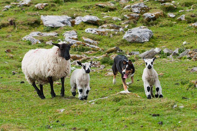 Private Cliffs of Moher Day Tour - The Iconic Cliffs of Moher