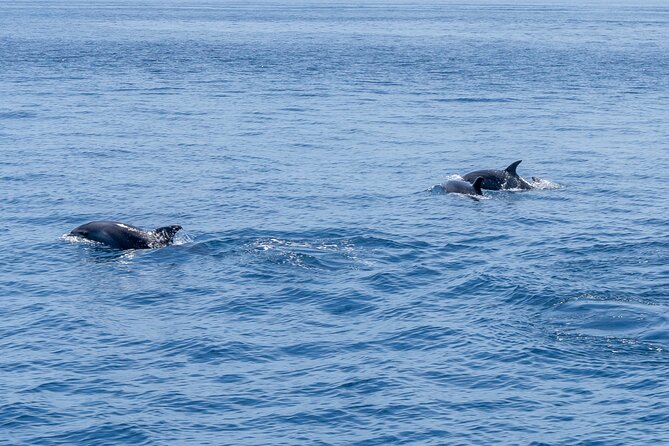 Private Coastline and Dolphins Yacht Cruise from Albufeira - Swimming, Snorkeling, and Water Activities at Your Own Pace
