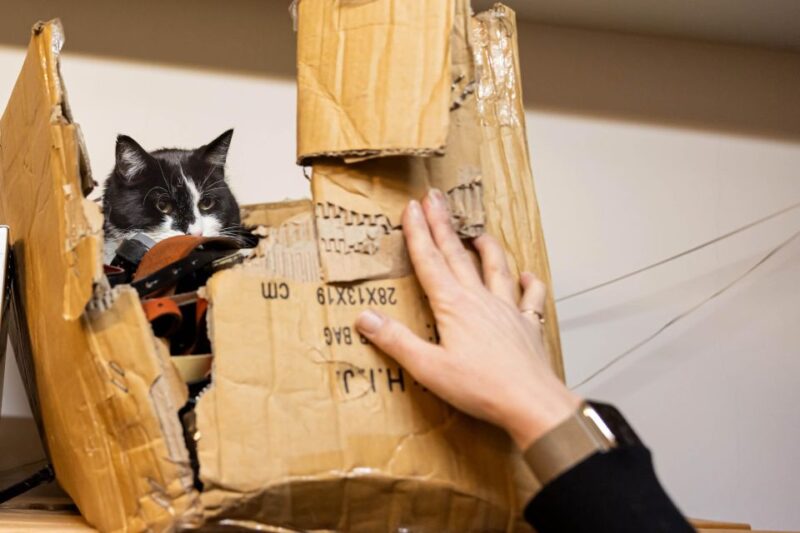 Private Combo Reykjavik Folklore & CatWalk - Discover the Charm of the Private Combo Reykjavik Folklore & CatWalk Tour