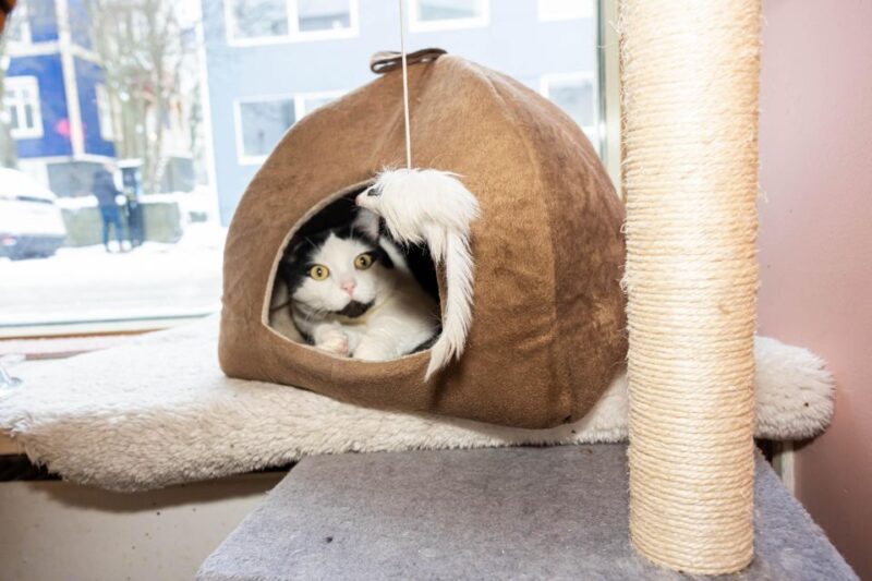 Private Combo Reykjavik Folklore & CatWalk - Key Points