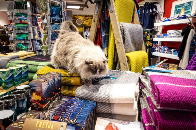 Private Combo Reykjavik Folklore & CatWalk - Visiting Reykjavik’s Most Famous Cat Spots