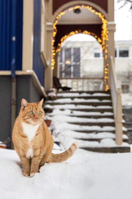 Private Combo Reykjavik Folklore & CatWalk - Practical Details: Logistics and Group Experience