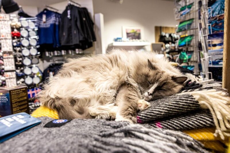 Private Combo Reykjavik Folklore & CatWalk - Booking Flexibility and Cancellation Policy