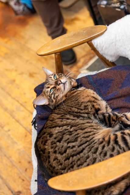 Private Combo Reykjavik Folklore & CatWalk - Why This Tour Stands Out