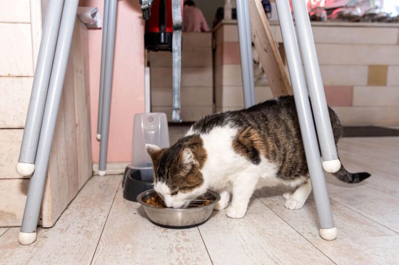 Private Combo Reykjavik Folklore & CatWalk - Who Will Enjoy This Tour Most?