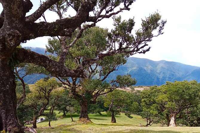 Private Complete Madeira Island Tour Full Day - Exploring Fanal Old Laurel Forest