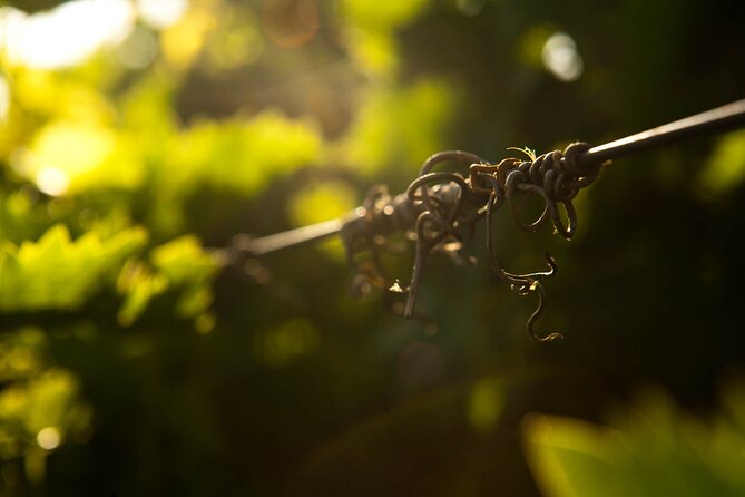 Private Cretan Gastronomic experience Winery visit with Tastings & Cooking Class - Discovering a Local Crete Winery and Its Organic Wines
