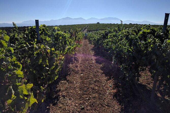 Private Cretan Gastronomic experience Winery visit with Tastings & Cooking Class - Pricing Value and Booking Considerations