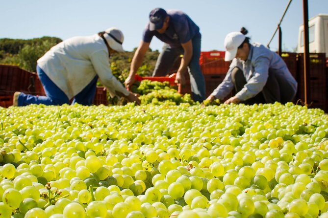 Private Cretan Gastronomic experience Winery visit with Tastings & Cooking Class - What Sets This Tour Apart
