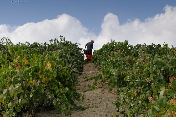 Private Cretan Gastronomic experience Winery visit with Tastings & Cooking Class - Limitations and Considerations