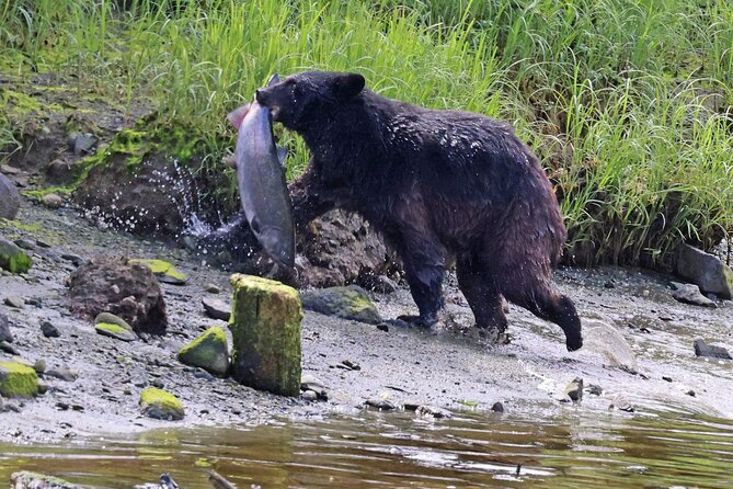 Private Custom Excursion with a Local for up to 14 people - Wildlife Encounters: Salmon, Whales, Eagles, and Bears