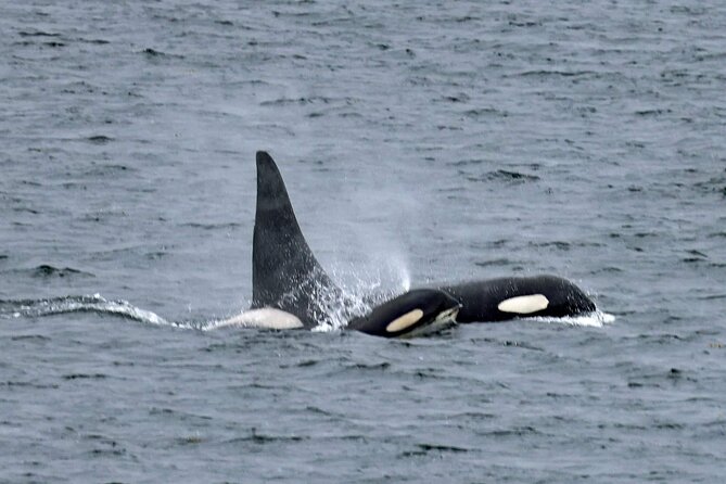 Private Custom Excursion with a Local for up to 14 people - Insider Tips: Shopping, Dining, and Local Recommendations